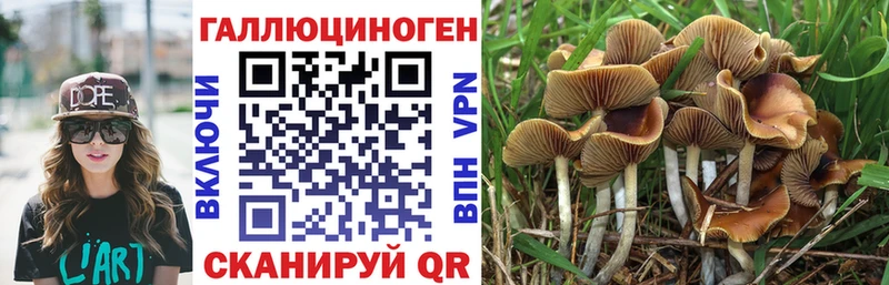Псилоцибиновые грибы Psilocybine cubensis  Катайск 
